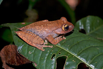 Grenouille de Madagascar, Boophis de Madagascar, Boophis madagascariensis, Madagascar
