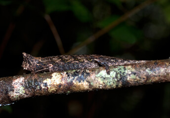 Caméléon nain, Brookesia thieli, Madagascar