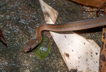 Couleuvre de Madagascar, Leioheterodon sp, Madagascar