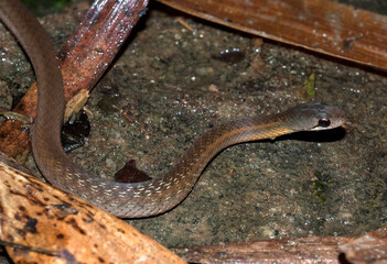 Couleuvre de Madagascar, Leioheterodon sp, Madagascar