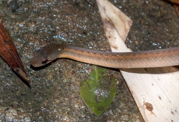 Couleuvre de Madagascar, Leioheterodon sp, Madagascar