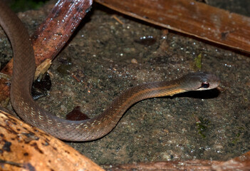 Couleuvre de Madagascar, Leioheterodon sp, Madagascar