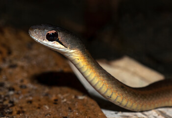 Couleuvre de Madagascar, Leioheterodon sp, Madagascar