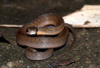 Couleuvre de Madagascar, Leioheterodon sp, Madagascar