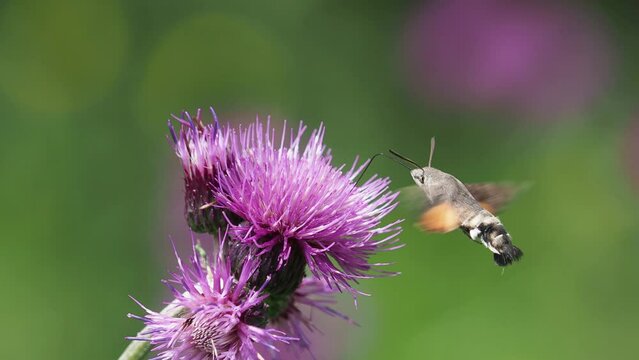 The hummingbird hawk-moth, Macroglossum stellatarum, on a purple Cirsium rivulare thistle flower