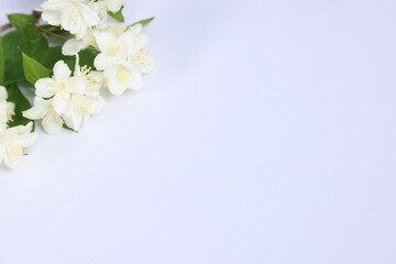 Fototapeta premium Beautiful jasmine flowers on white background, above view. Space for text