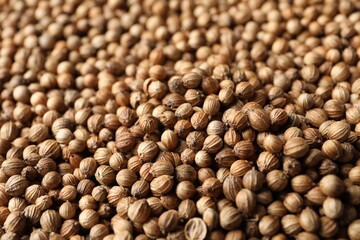 Many dried coriander seeds as background, closeup