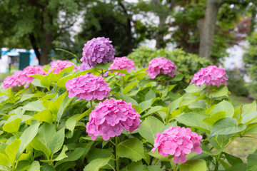 上野公園不忍池の紫陽花