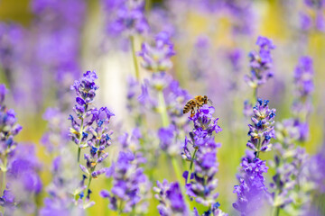Spring lavender flowers under sunlight. Bees pollinate flowers and collect pollen. Lavender honey. Beautiful landscape of nature with a panoramic view. Hi spring. long banner