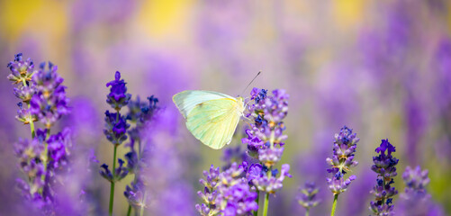 Butterflies on spring lavender flowers under sunlight. Beautiful landscape of nature with a panoramic view. Hi spring. long banner