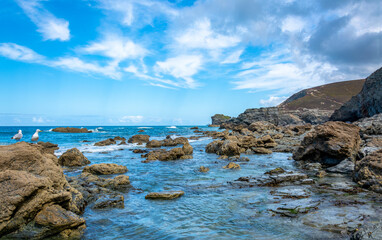 Two Seagulls By The Coast