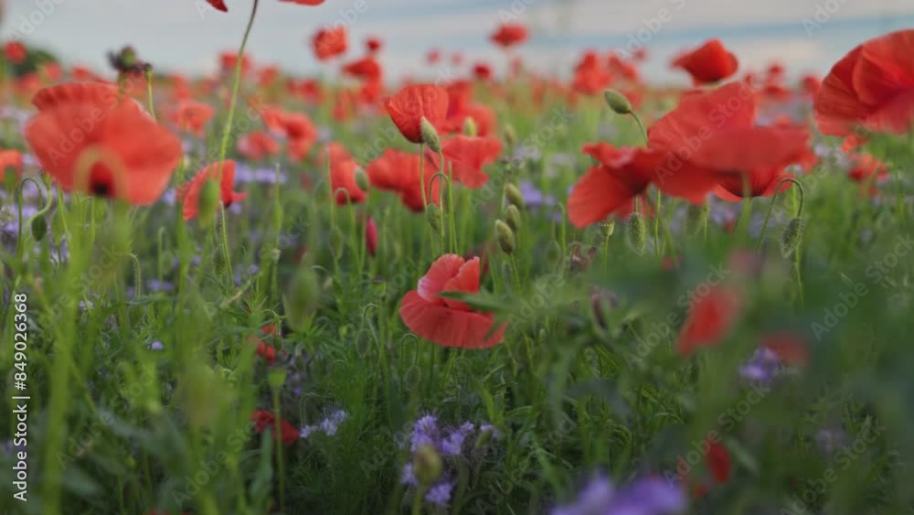Poster camera mover through red poppies and other field summer flowers. red poppy field, flowers sway in th