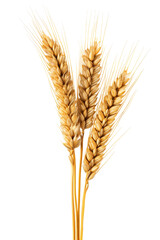 An Ear Of Wheat