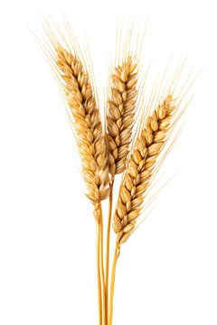 recommend clip art: An Ear Of Wheat