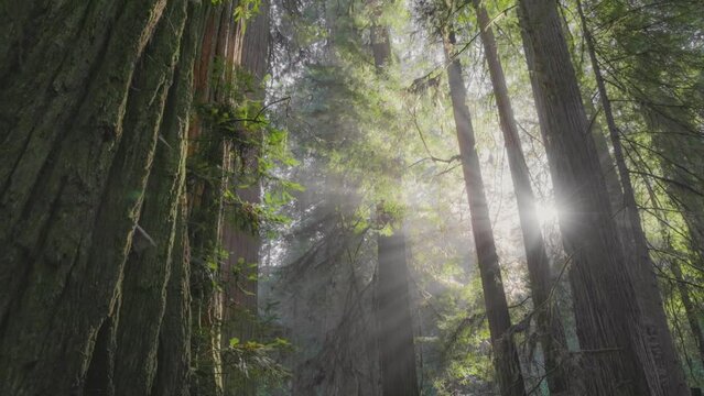 Magical foggy forest with huge redwood trees. Morning sun breaks through redwoods tree trunks making sunrays in the fog. Redwood National Park, California, United States