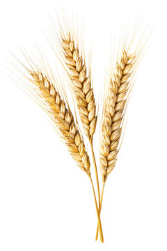 recommend clip art: An Ear Of Wheat