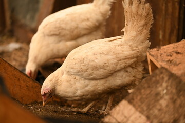 Chickens on a farm. Breeding poultry and chicken eggs