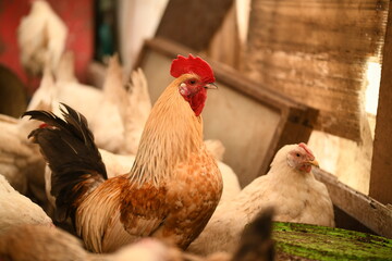 Chickens on a farm. Breeding poultry and chicken eggs