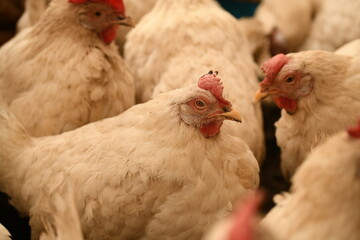 Chickens on a farm. Breeding poultry and chicken eggs