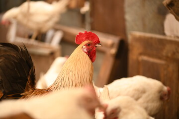 Chickens on a farm. Breeding poultry and chicken eggs