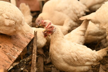 Chickens on a farm. Breeding poultry and chicken eggs