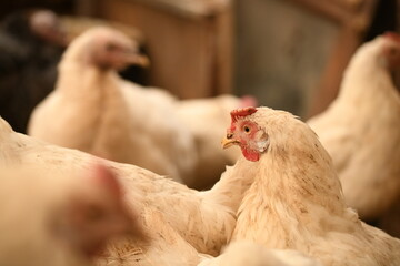 Chickens on a farm. Breeding poultry and chicken eggs