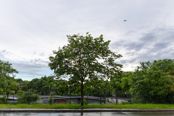 
Trees in the city after rain.