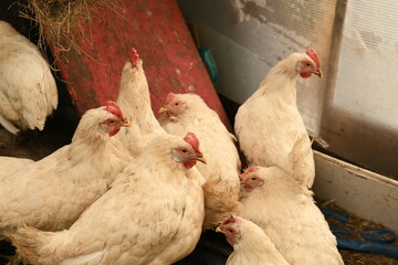 Chickens on a farm. Breeding poultry and chicken eggs