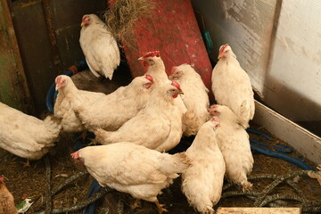 Chickens on a farm. Breeding poultry and chicken eggs
