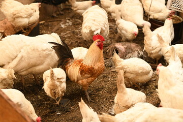 Chickens on a farm. Breeding poultry and chicken eggs