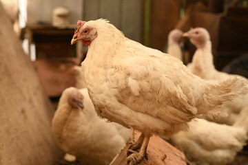 Chickens on a farm. Breeding poultry and chicken eggs