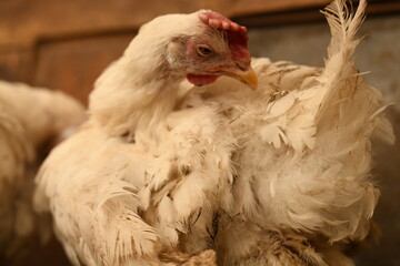 Chickens on a farm. Breeding poultry and chicken eggs