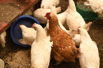 Chickens on a farm. Breeding poultry and chicken eggs