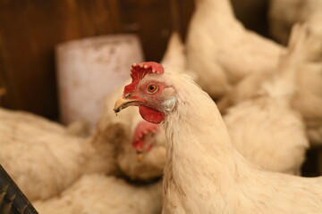 Chickens on a farm. Breeding poultry and chicken eggs