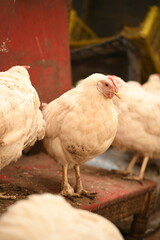 Chickens on a farm. Breeding poultry and chicken eggs