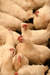 Chickens on a farm. Breeding poultry and chicken eggs