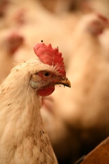 Chickens on a farm. Breeding poultry and chicken eggs