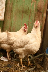 Chickens on a farm. Breeding poultry and chicken eggs