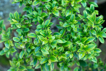 Close-Up Of Boxwood (Buxus sempervirens) Vibrant Green Leaves - Close-Up of Fresh Green Leaves