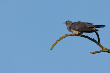 Kuckuck auf Ast vor einen wolkenlosen blauen Himmel