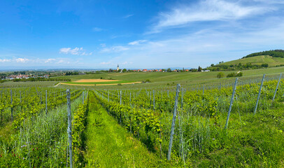 Fototapeta premium Ballrechten_5895