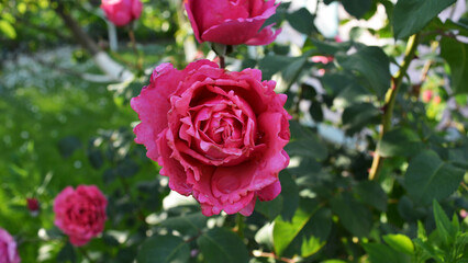 Summer flowers of a pink peony rose. An exquisite garden. Beautiful background