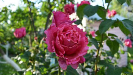 Summer flowers of a pink peony rose. An exquisite garden. Beautiful background