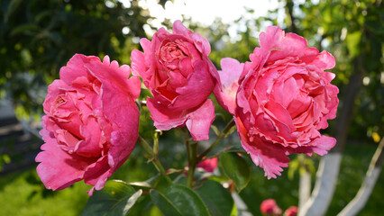 Summer flowers of a pink peony rose. An exquisite garden. Beautiful background