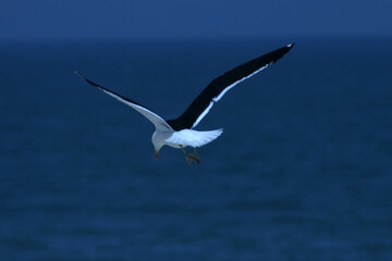 Beautiful seagull flying over the sea
