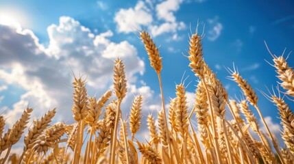 Wheat field