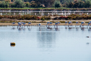 Flocks of flamingos feed in a salt marsh in Doñana National park in Spain