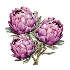 Obraz premium Artichokes Hand Drawn Vector