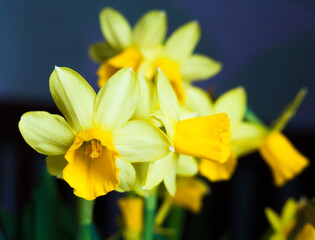 Yellow Narcissus flowers