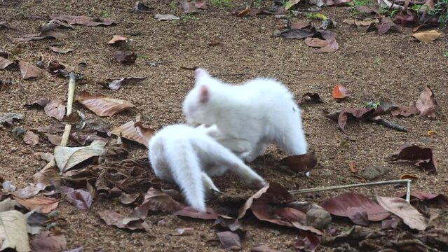 Cute white kittens playing outdoors. Two little cats having fun and play fighting outside while another kitten joins them lately.